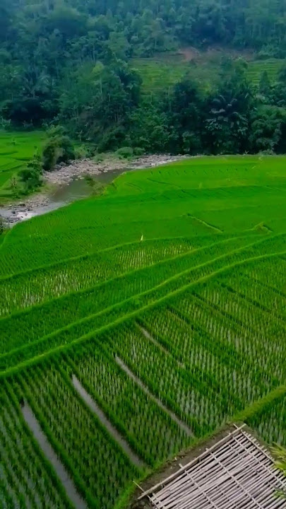 endah tur betah noong na 🤗😍, alam pesawahan salawu singaparna kab tasikmalaya jawa barat #shorts