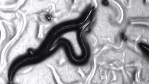 Auto-Tracking of C.elegans "mating behavior" (s002)