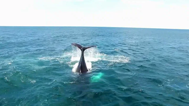 The Enigma of the Loch Ness Monster | Exploring the Legend and the Search for Evidence