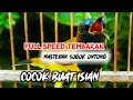 Masteran Sogok Ontong Full Tembakan Mp3 - Mp4 Download