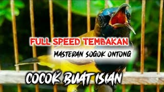 MASTERAN SOGOK ONTONG FULL TEMBAKAN