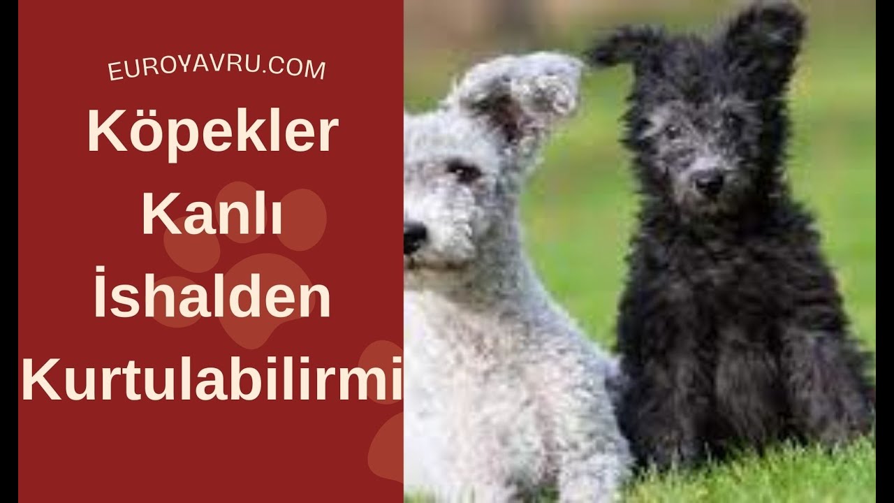 Köpekler Kanlı İshalden Kurtulabilirmi?(PARVO VİRUS)