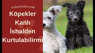 Köpekler Kanlı İshalden Kurtulabilirmi?(PARVO VİRUS)