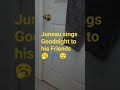 Juneau's Goodnight 2 his Friends 🥱💤😴 #juneauthesinginghusky #siberianhusky #singinghusky #huskysongs