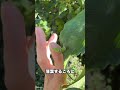 国蝶のオオムラサキの幼虫がこんな場所に…