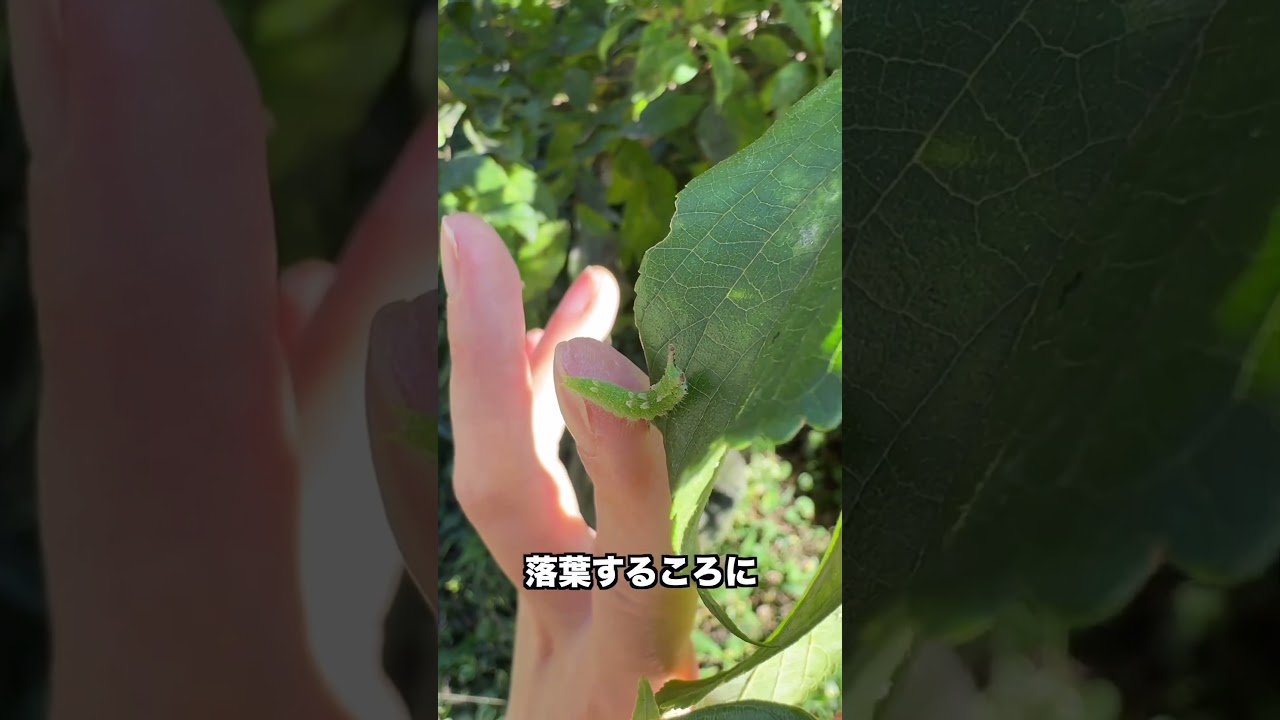 国蝶のオオムラサキの幼虫がこんな場所に…