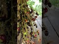 ផ្លែជន្លុះ #fruits #fruitslovers #viilagelife #countrysidelife