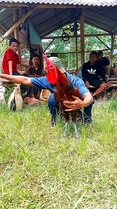 KOKOK AYAM PELUNG #ayampelung #ayam #ayampelungcianjur