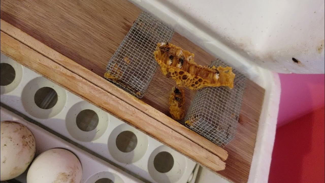 Using A Poultry Egg Incubator To Incubate Honey Bee Queen Cells YouTube