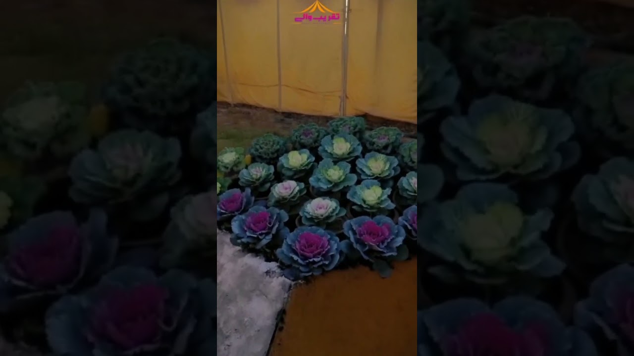 chraysanthimum day UAF UNIVERSITY 