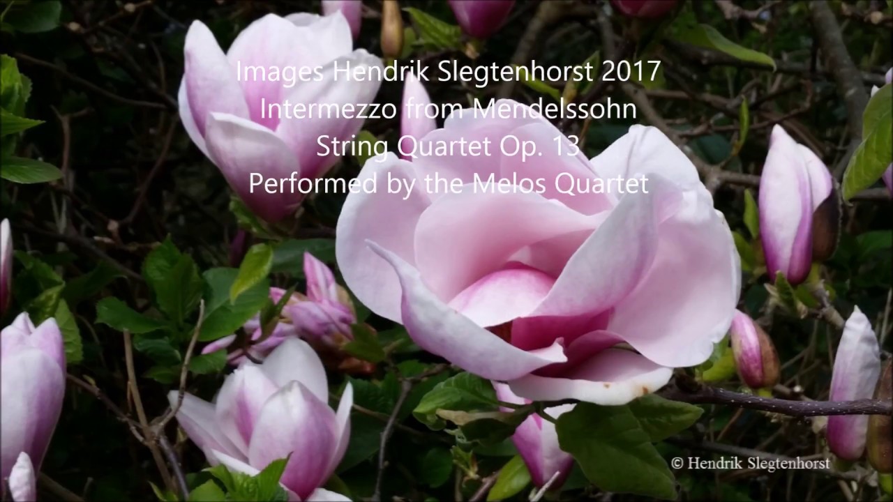 Blooms on the Last Day of April   The Rhododendron Gardens of Stanley Park