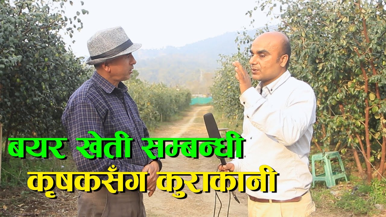 नेपालकै ठूलो बयर खेती फार्म चितवनमा || Appleber Farming in Nepal ||