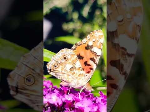 Video: Piante per bruchi monarca – Come attirare le farfalle monarca