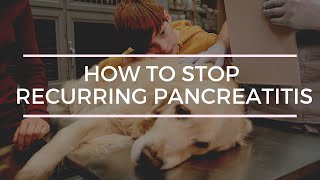 Stop recurring Pancreatitis in Dogs: 5 Natural Remedies
