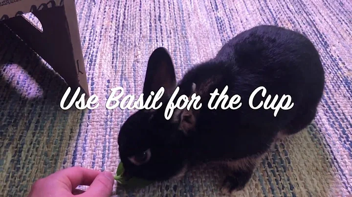Cute Bunny Gary Explores New Home