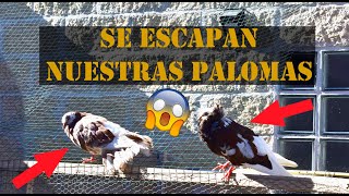 Nuestras palomas 🕊️