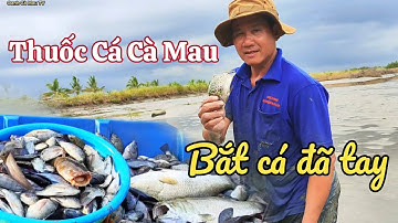 Thuốc Cá Vuông Tôm Cà Mau ,Cá Quá Nhiều Bắt Không Hết Nổi |Oanh Cà Mau TV