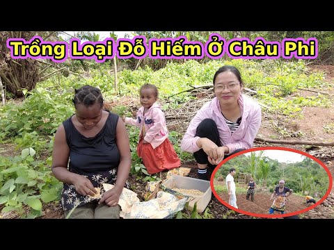 Video Tập 107||Bước Đầu Phổ Biến Trồng Đỗ Tương ở Châu... - youtube