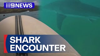 Surfer Recounts Scary Encounter With Five-Metre Great White 9 News Australia