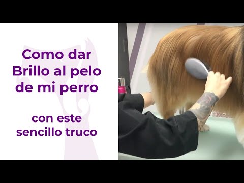 Video: DIY: Cómo hacer que el pelo de la mascota brille