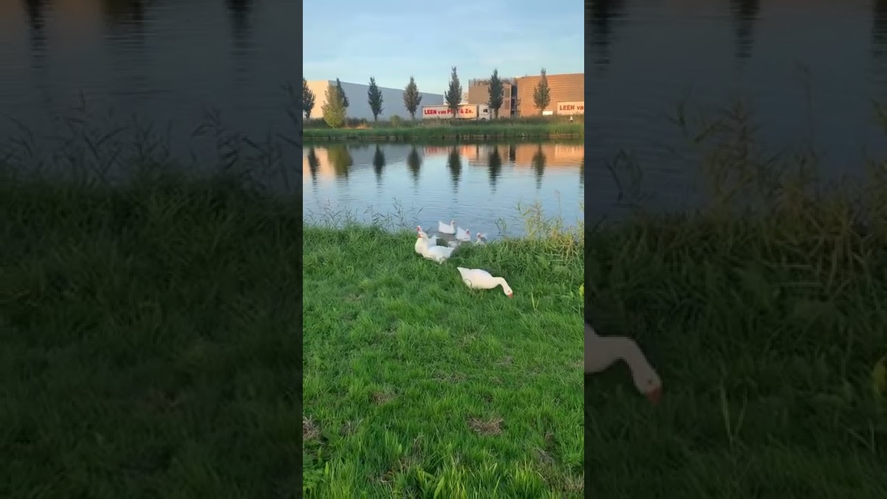 White ducks swim and come out of canal 🦆 