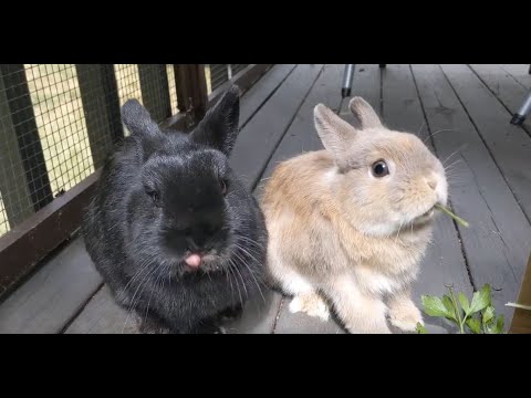 Rabbits eating cilantro. So cute! - YouTube