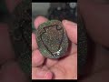 Stunning sandstone matrix from NewLuckOpals I'm going to turn into a sparkly pendant #opalpendant