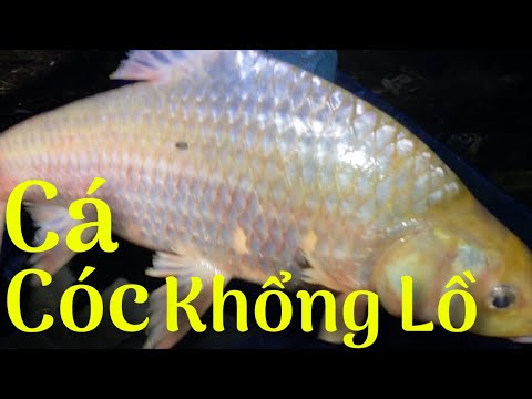 Video Cá Cóc Siêu To Khổng Lồ Xa Lưới Kình Ngư Miền Tây #192... - youtube