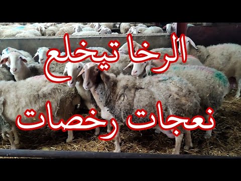 لجنة فرضات علينا بعض الشروط تولاو بعض النعجات رخصات وبقي حريرة لفحولة