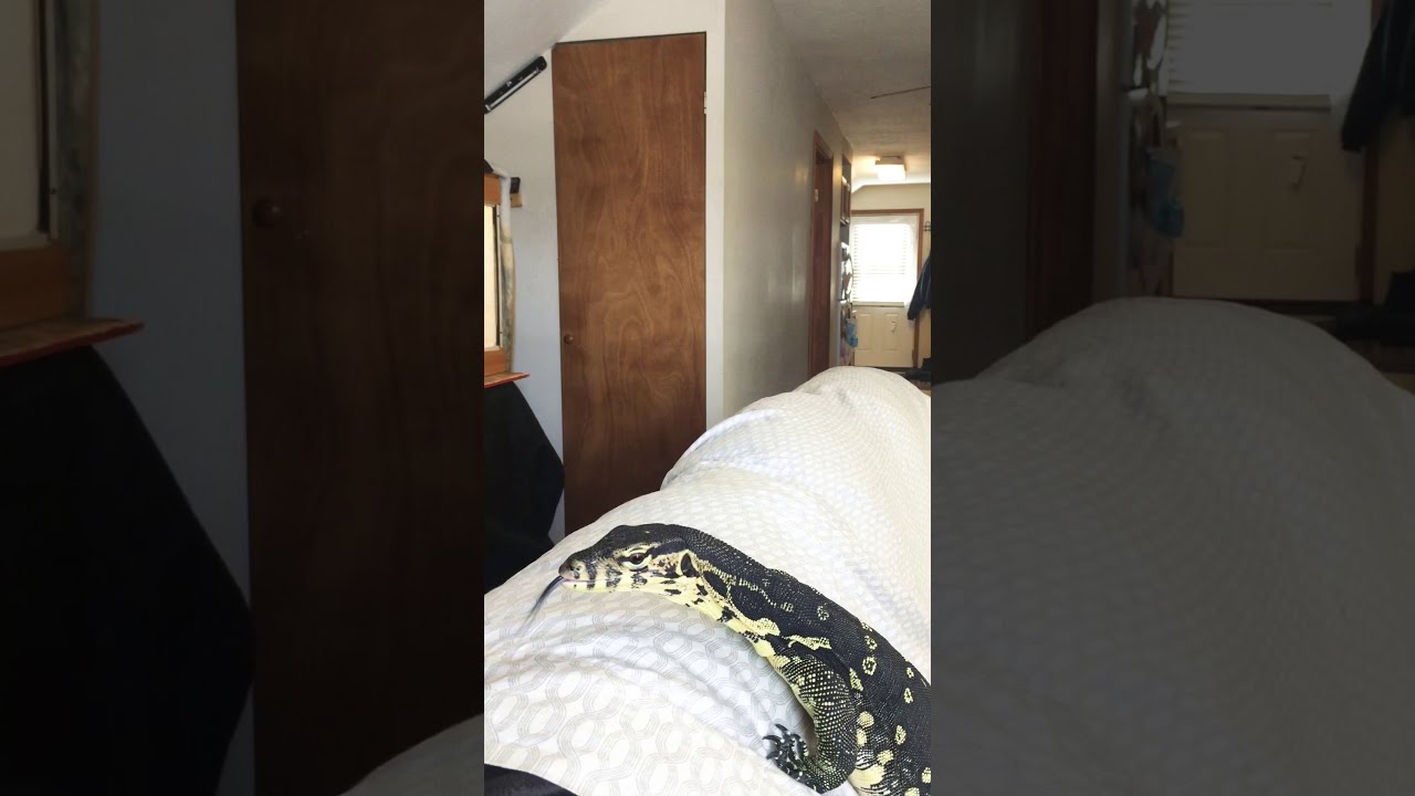 Socialized water monitor King Julian