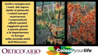 Pianta mese febbraio colour your life.mp4