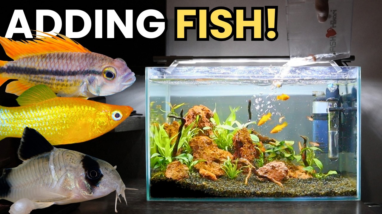 HOW TO Get A NEW Tank Ready For FISH?!