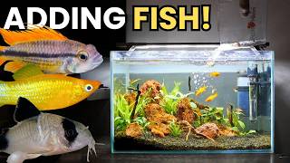 HOW TO Get A NEW Tank Ready For FISH?!