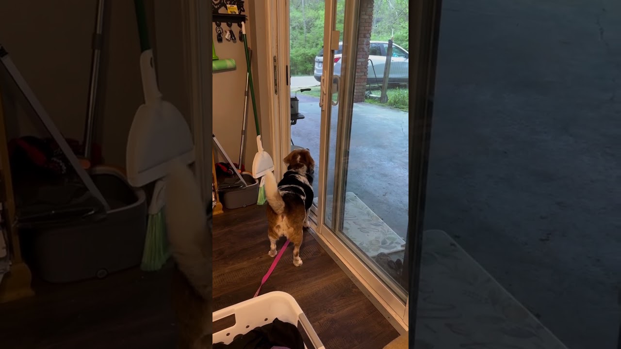 Our Dog Bullseye the Beagle is confused by our new car - she thinks it is a stranger