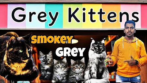 Video 10164331: persian siberian cat, calico persian cat, exotic persian cat, persian cat food, baby persian cat food, white persian cat, grey kitten