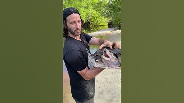 HUGE SOFTSHELL TURTLE 🤯🐢
