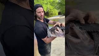 HUGE SOFTSHELL TURTLE 🤯🐢