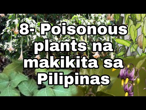 Video: Growing Nicotiana: Impormasyon Sa Halaman ng Nicotiana