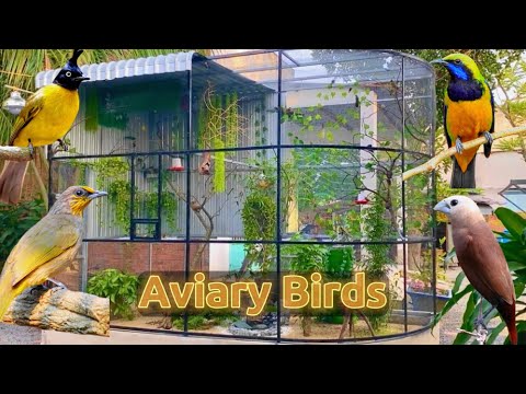 Video Kiểu Mẫu Aviary - Chuồng nuôi chim cảnh nhiều loài... - youtube