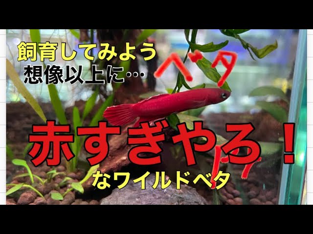 Introducing the wild betta, which is redder than you
