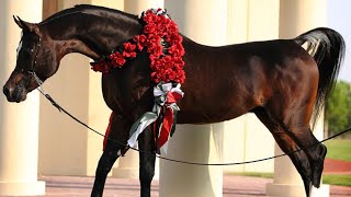 الحصان العربي المصري الأصيل الفحل الأسطورة رويال كلرز من أجمل الخيول العربية الأصيلة Royal colours