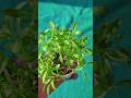 Alyssum Flower Growing Season Alyssum Plant Seeds From Collection Flowers Plant Alyssum Flower Growing Season Alyssum Plant Seeds From Collection Flowers Plant