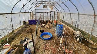 Getting Ready for Winter | Moving All Our Animals Into the High Tunnel