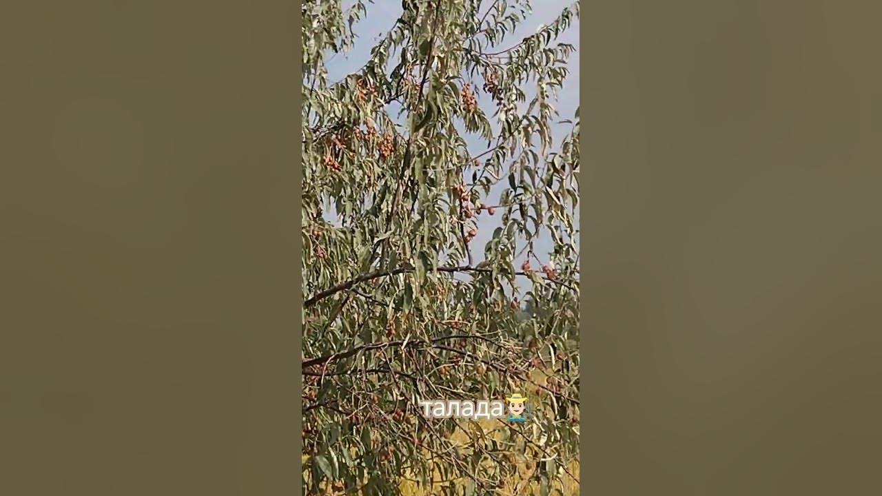 Жиде#овощи - YouTube