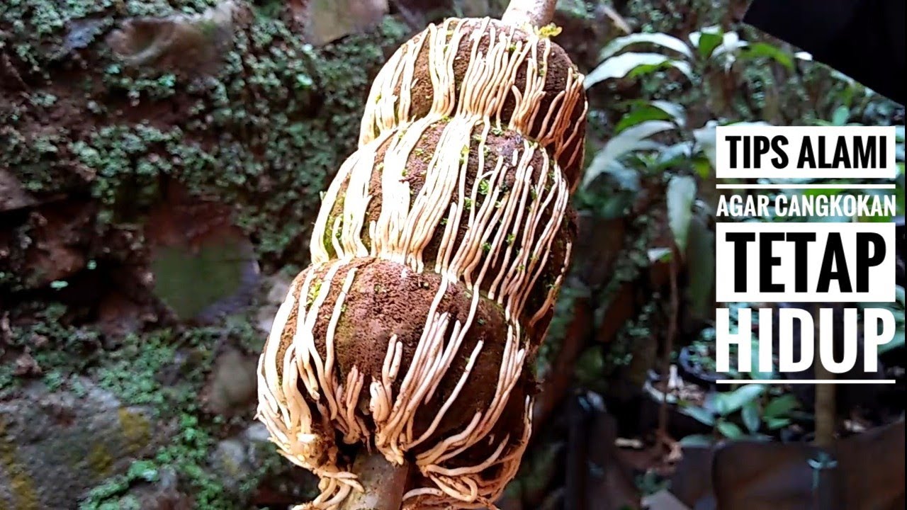 Cara menanam cangkokan agar tetap hidup