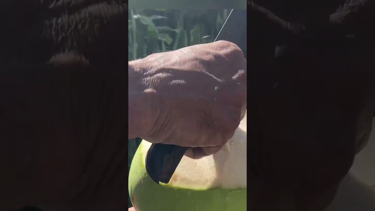 How we drink coconut water in Brazil! 