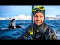 Swimming with wild orcas in norway incredible encounters