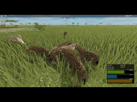 Hyenas Wipe Out A Mixed Herd Roblox Testing A Wild Savanna Youtube - roblox wild savannah how to pounce roblox hack v211