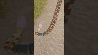 Catching a Beautiful Broadbanded watersnake ￼