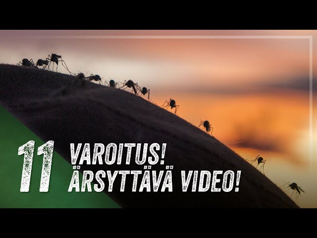 HYTTYNEN ON VAELTAJAN YSTÄVÄ 🦟 – Vuoden ärsyttävin video | 🎅 Joulukalenteri #11